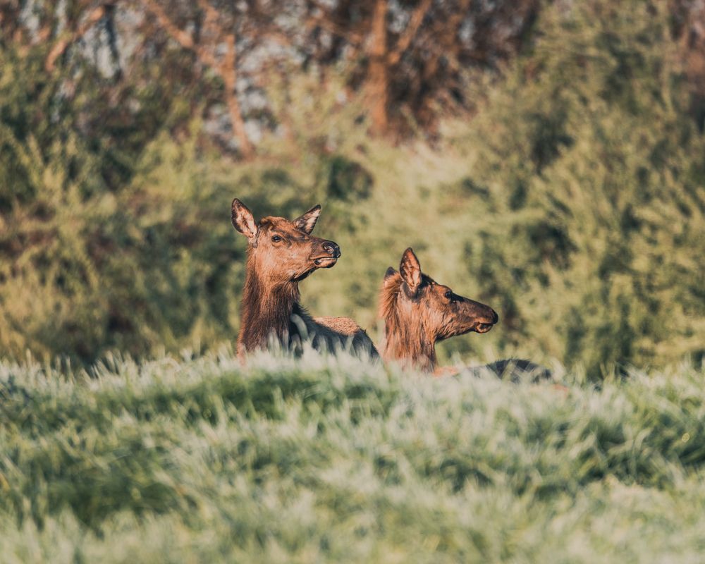 Wild elk at Hatfield Knob Elk Viewing Tower