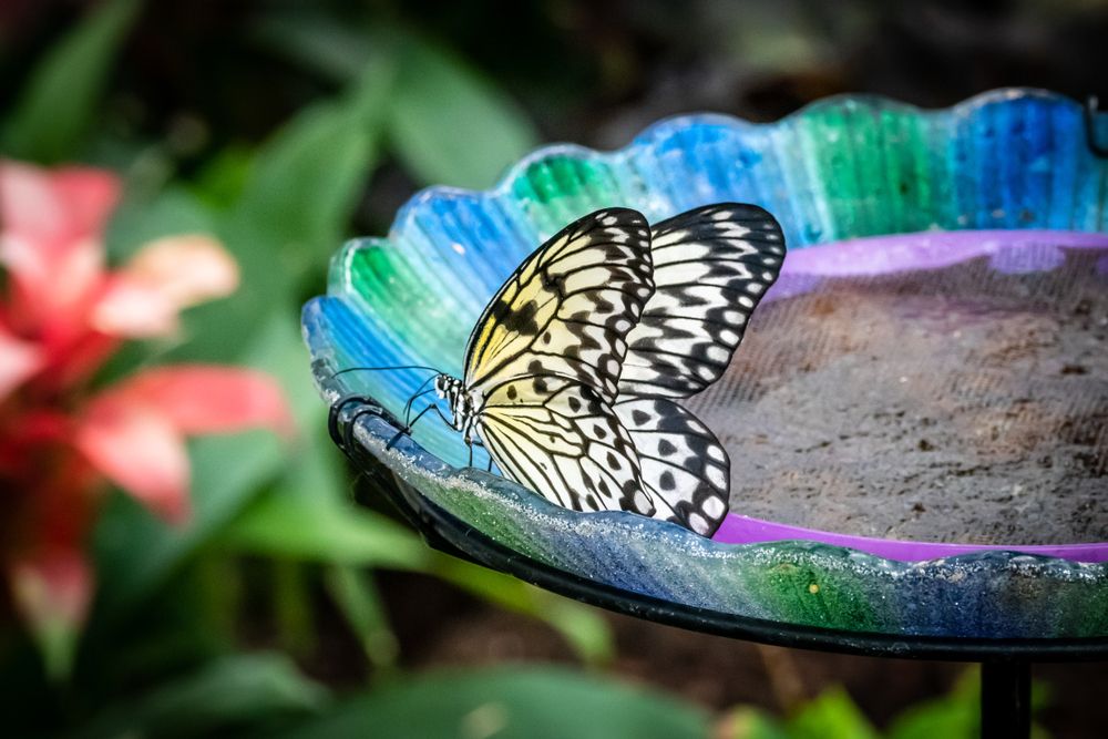A butterfly at Butterfly Biosphere