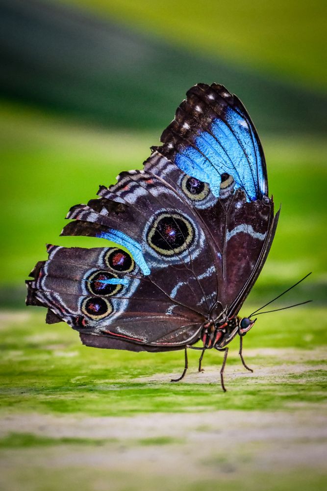 Close view of a butterfly at Butterfly Biosphere