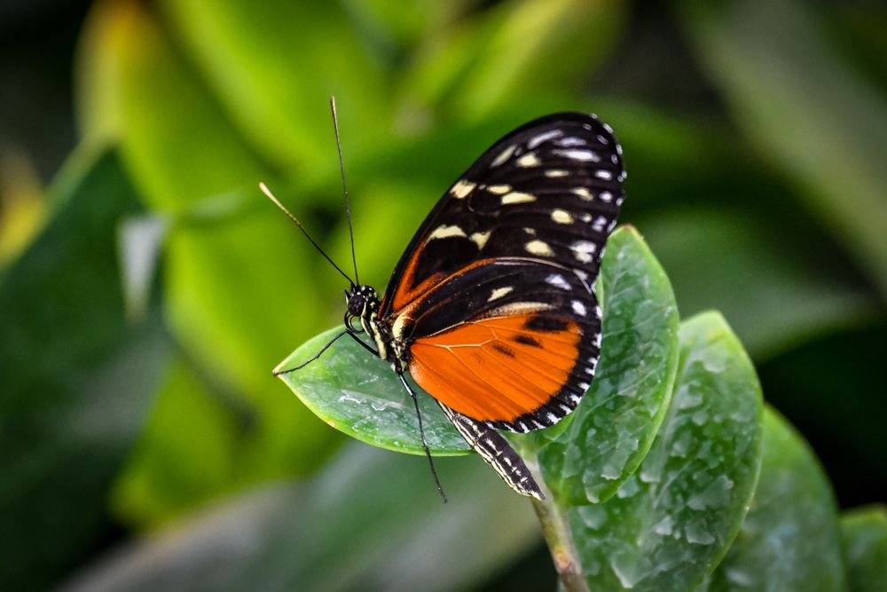 Butterfly on a leaf at Butterfly Biosphere