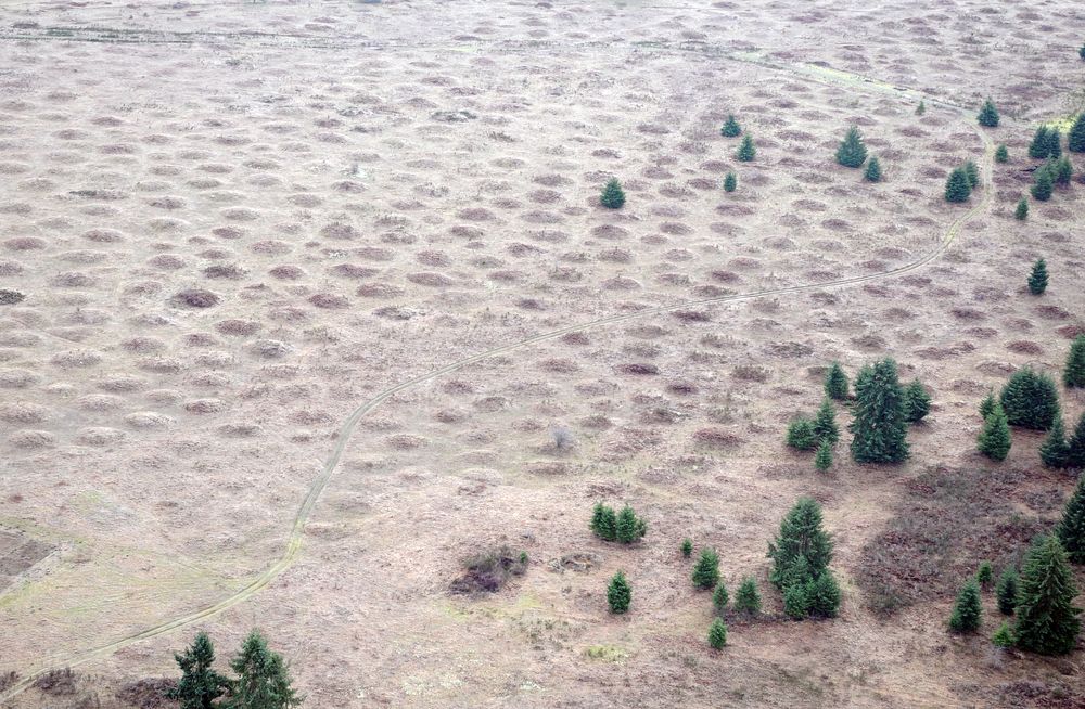 Close view of the Mima Mounds