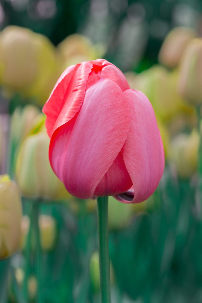 Beautiful tulip at The Botanic Garden of Smith College