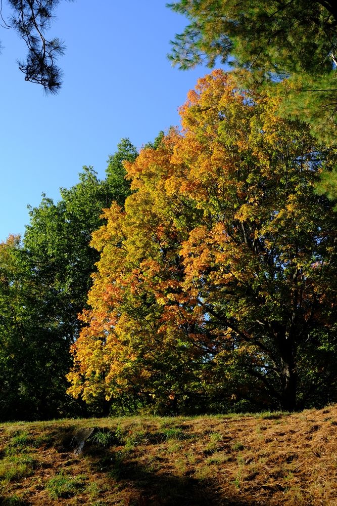 The grounds of Forest Park