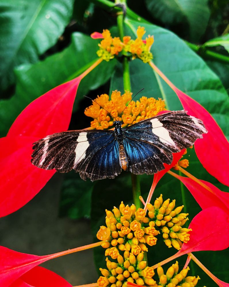 A butterfly on a flower at Magic Wings Butterfly Conservatory & Gardens