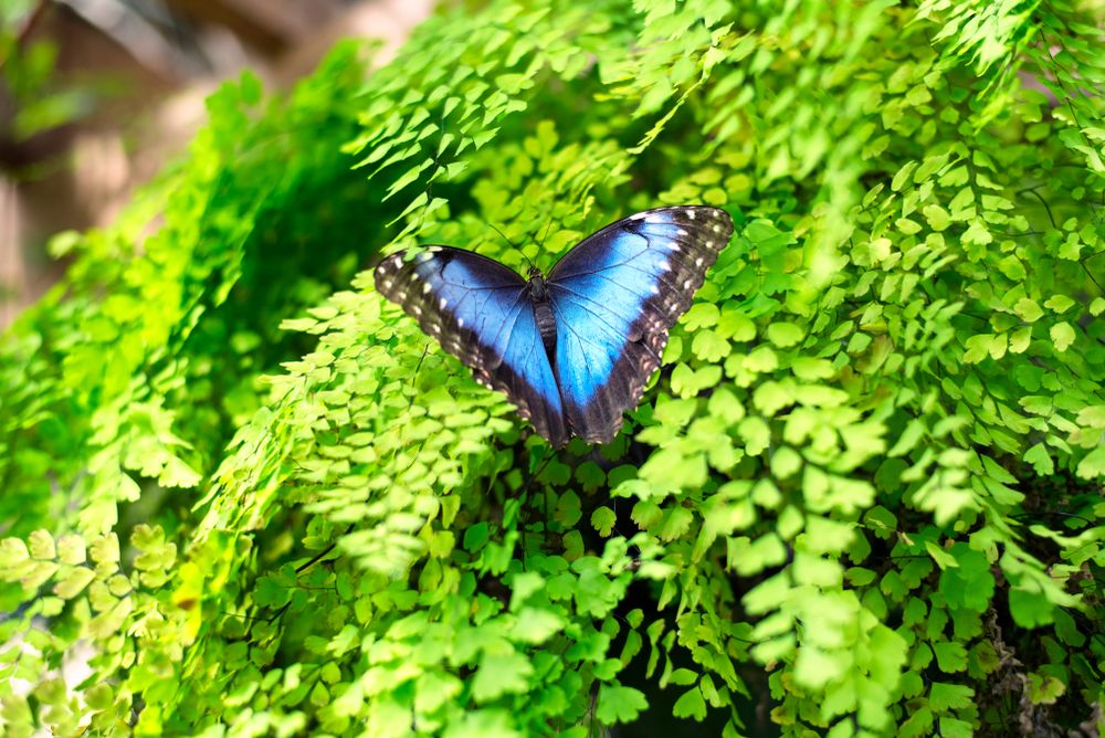 Blue butterfly at Magic Wings Butterfly Conservatory & Gardens