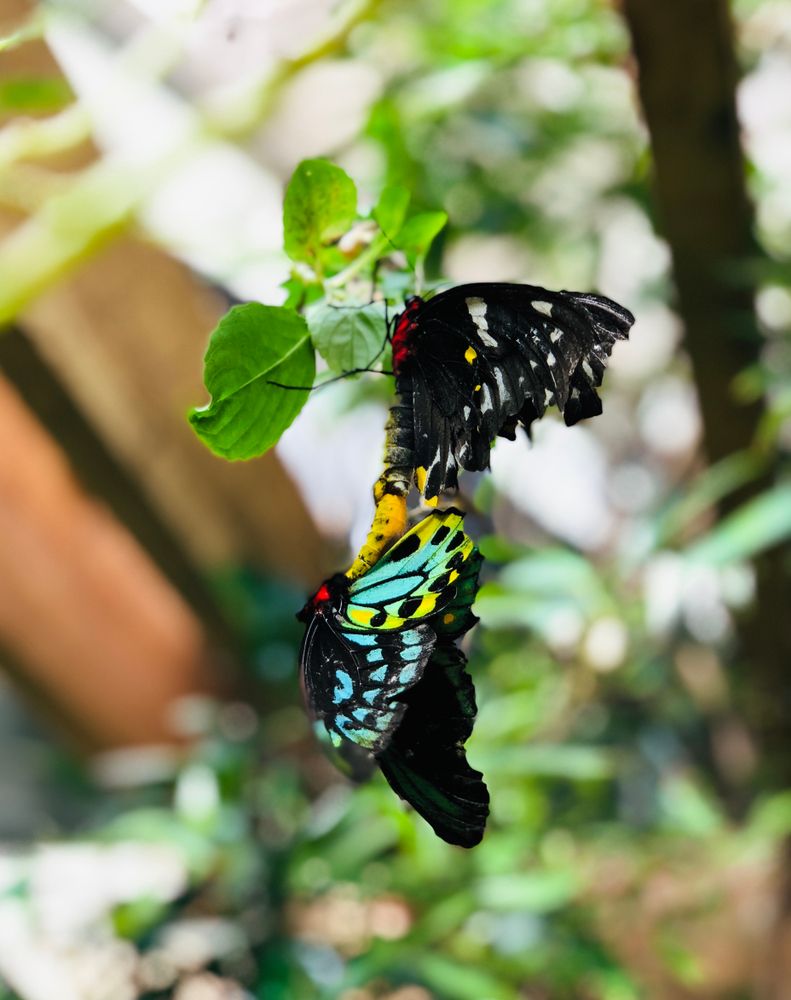Butterflies at Magic Wings Butterfly Conservatory & Gardens