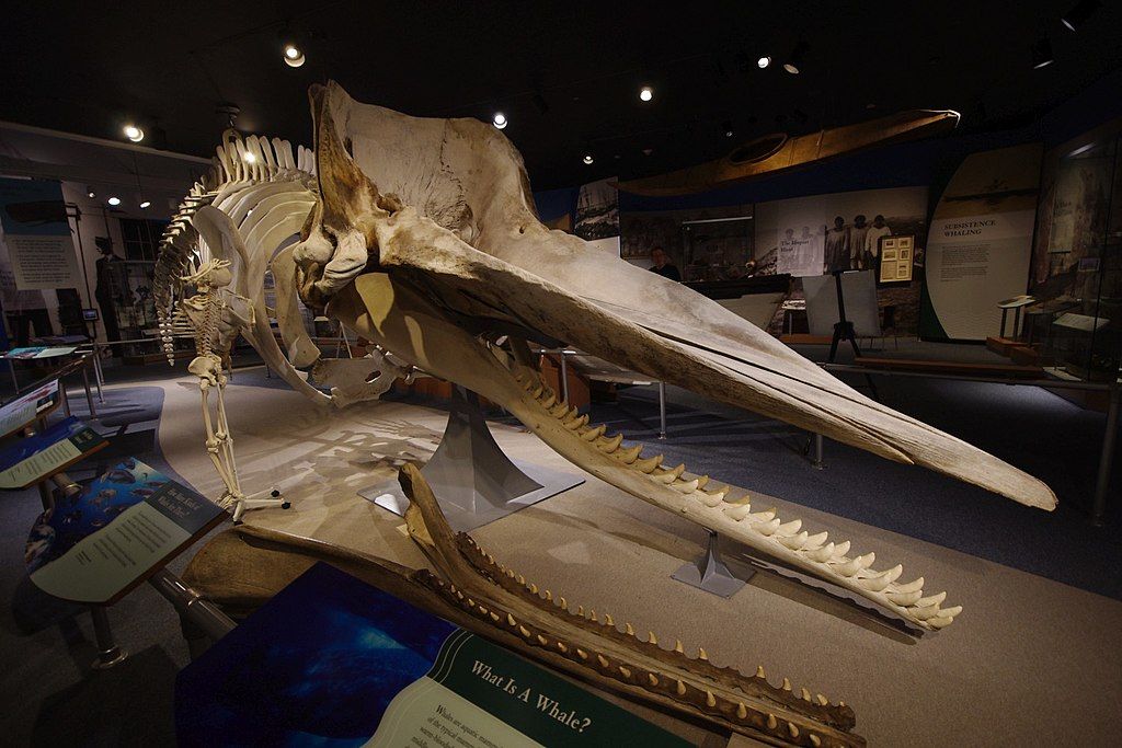 Whale skeleton displayed in New Bedford Whaling Museum