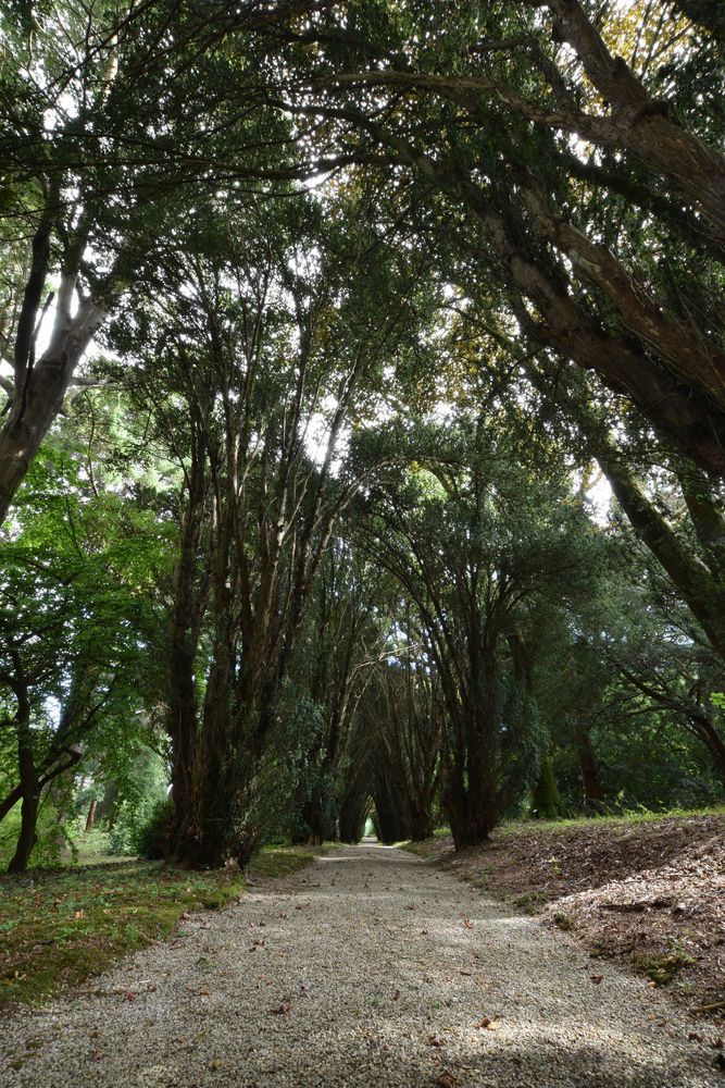 A PAth in Tregrehan Garden