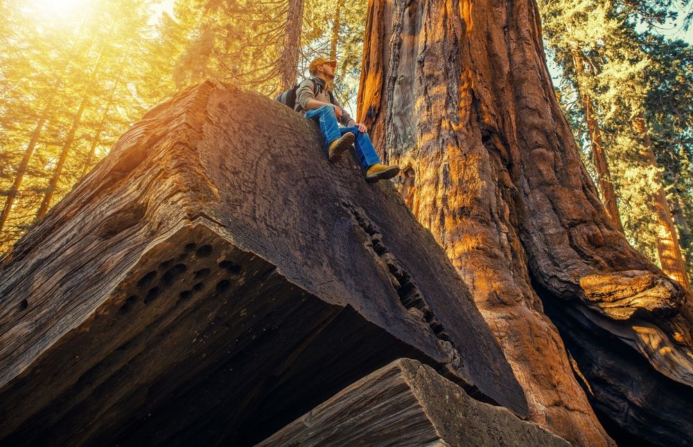 A person sitting on tree logs at Sequoia National Park