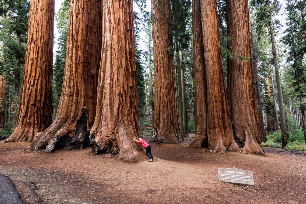 The grounds of Sequoia National Park