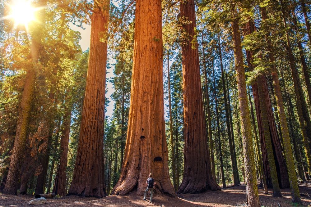 Majesty of Sequoia National Park