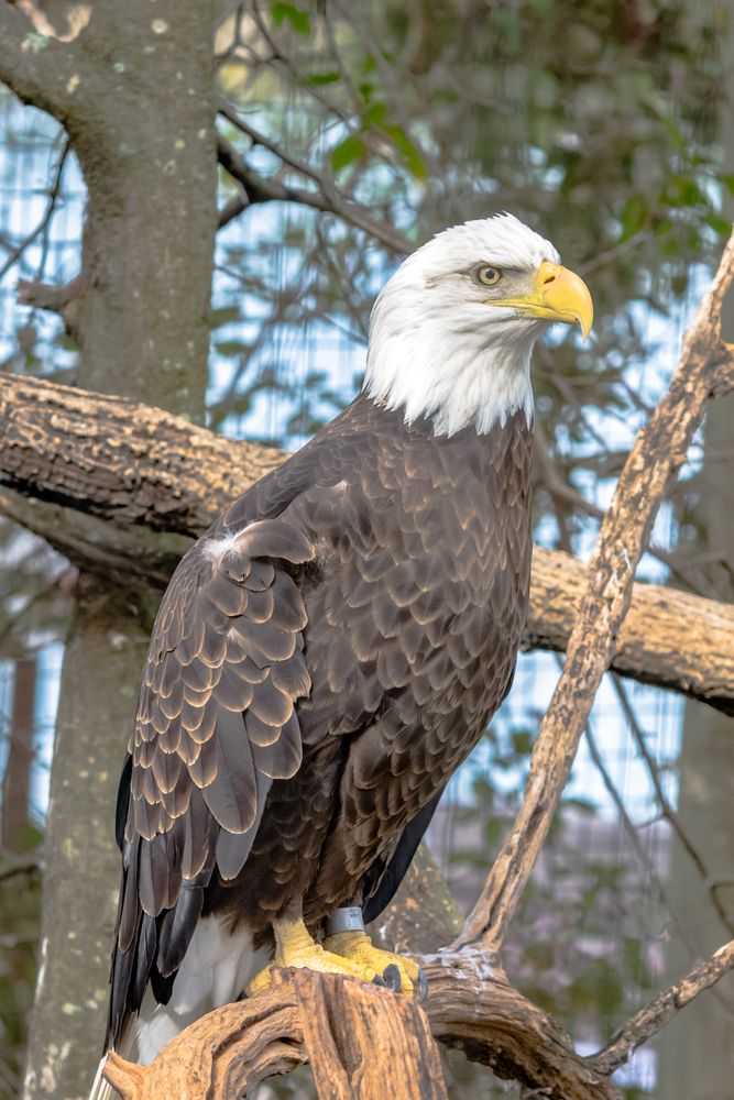 A bald eagle at Montgomery Zoo