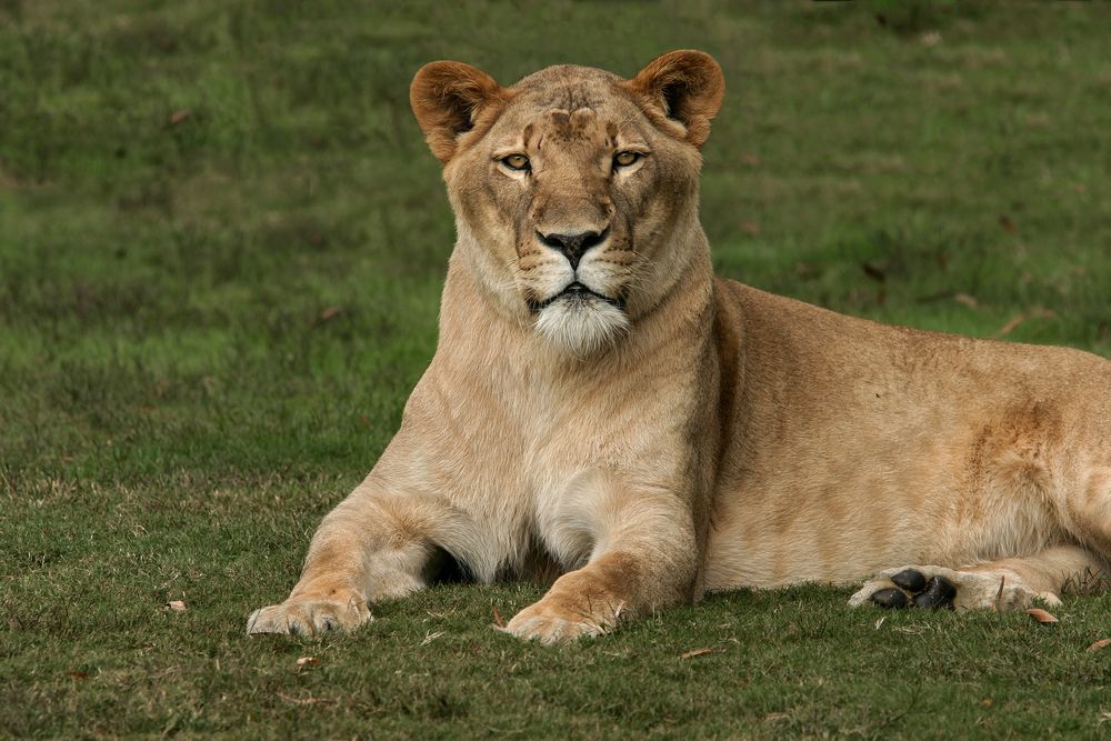 Lioness at Montgomery Zoo
