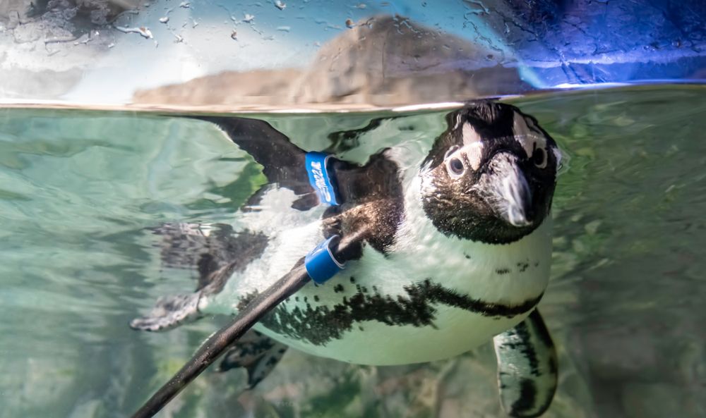 Penguin at Audubon Aquarium