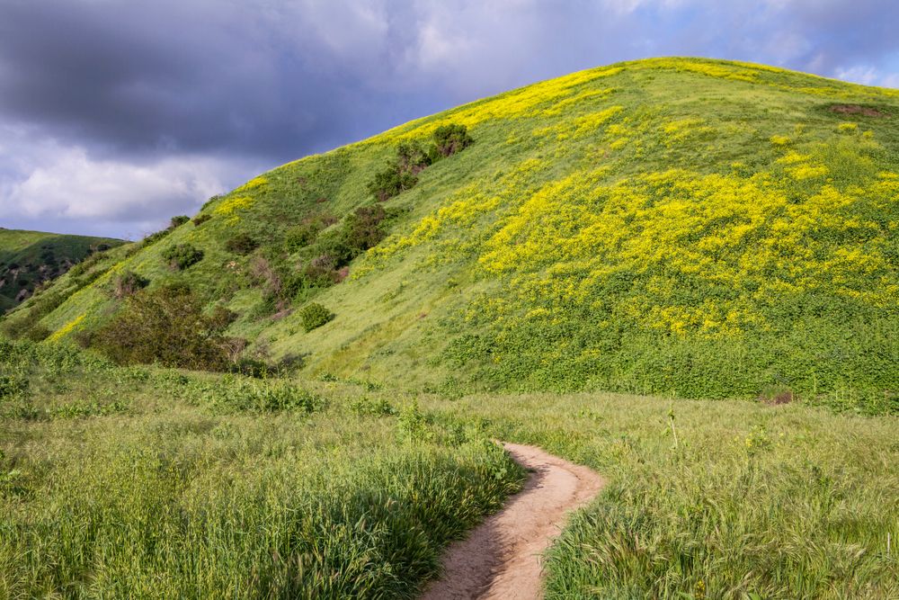 A Trail in Chino Hills State Park