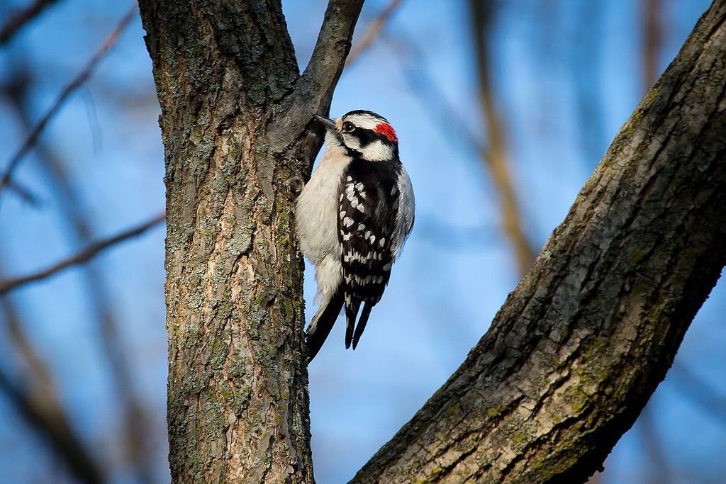A woodpecker on a tree at Pine Hill Lakes Park