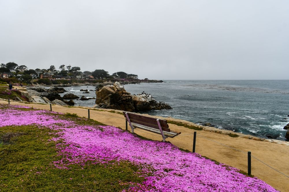 Purple flowers at Lovers Point Park