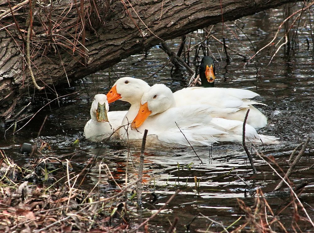 Ducks at McLean Park
