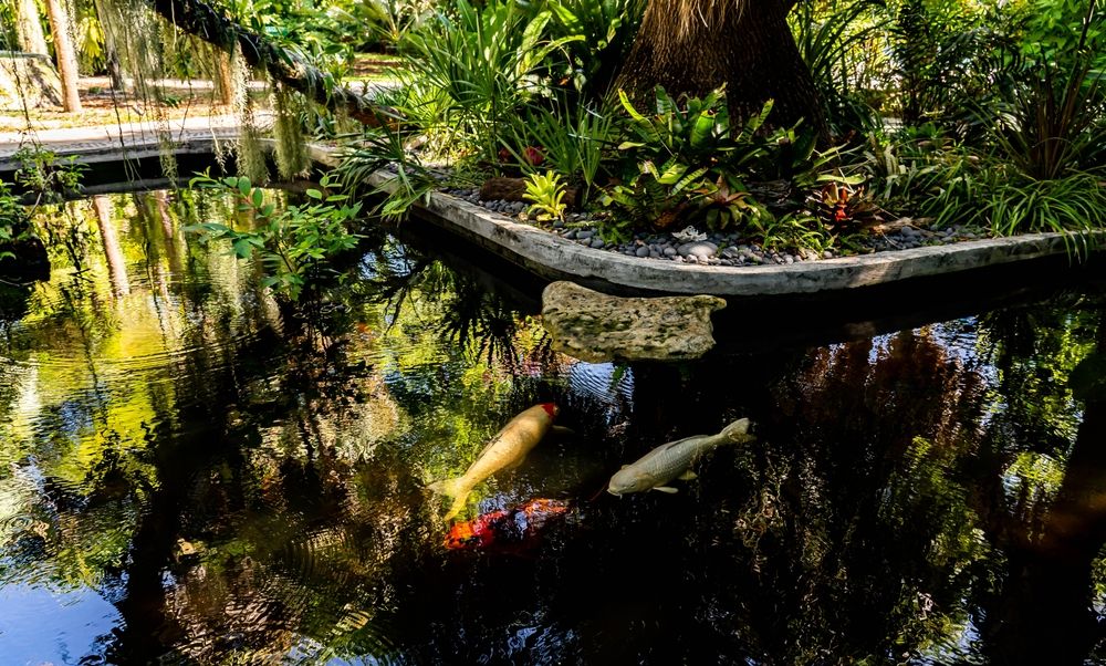 Fish in Miami Beach Botanical Garden's pond