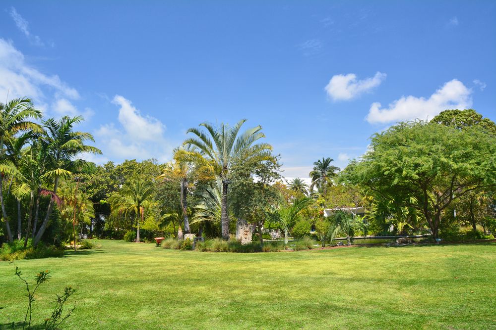 Tall trees at Miami Beach Botanical Garden
