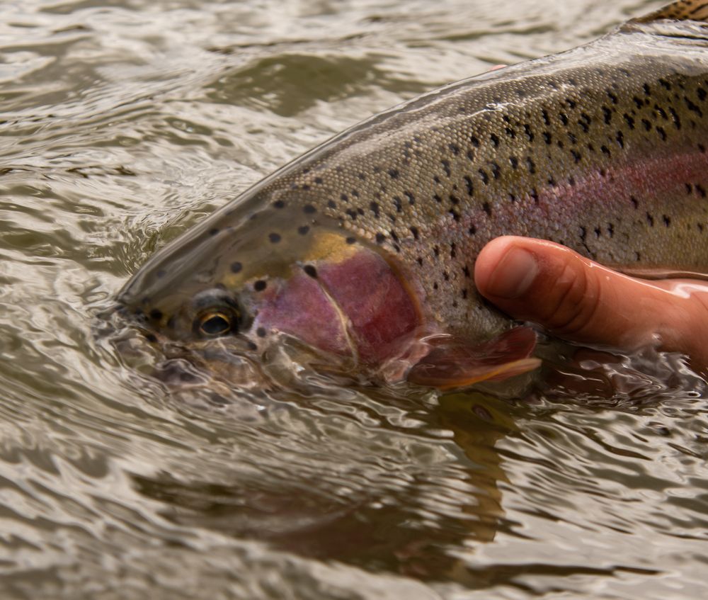A trout caught on Bitterroot River
