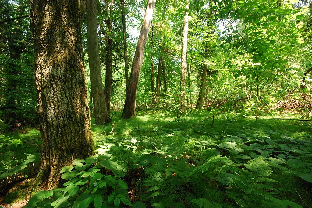 Forest at Cherney Maribel Caves County Park