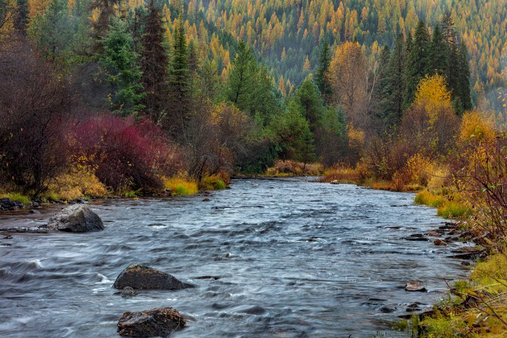 The waters of Lolo National Forest