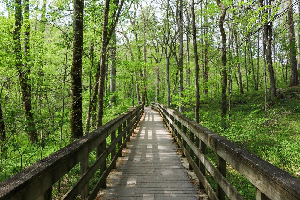 Boardwalk trail at Mammoth Cave National Park