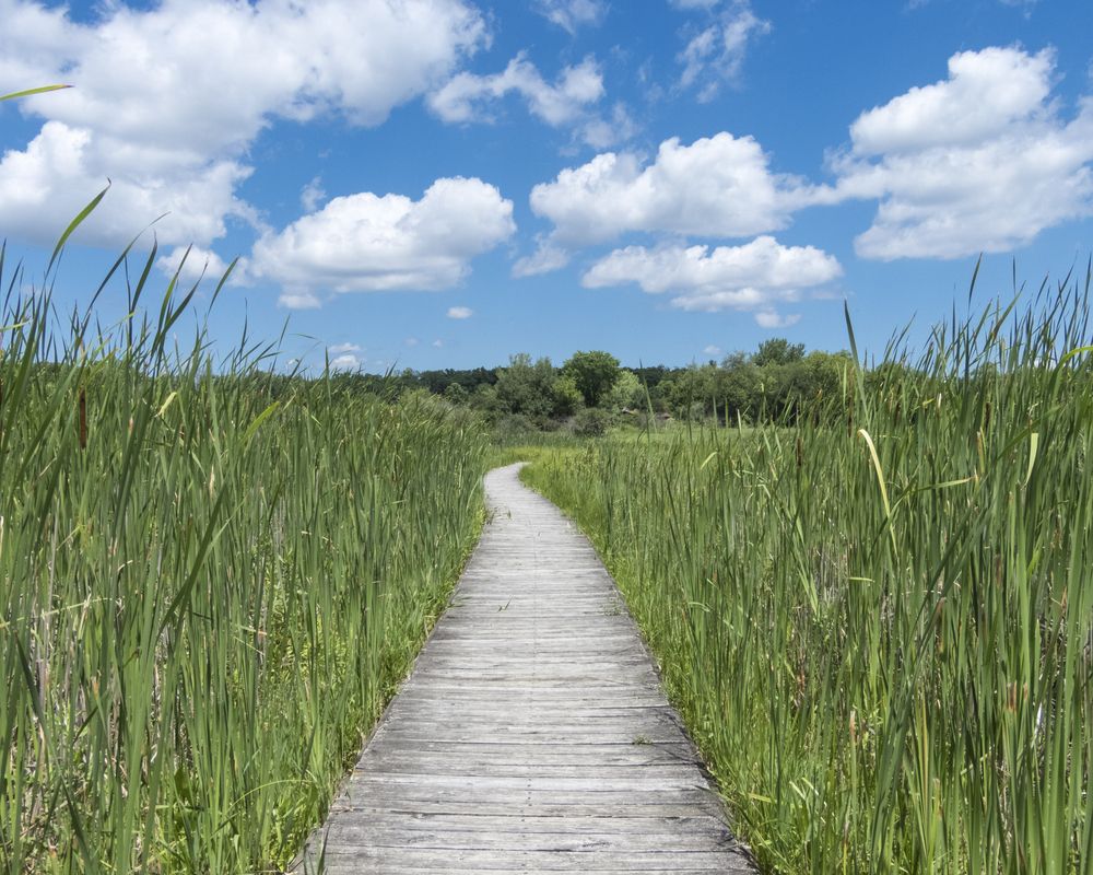 Boardwalk at Moraine Hills State Park