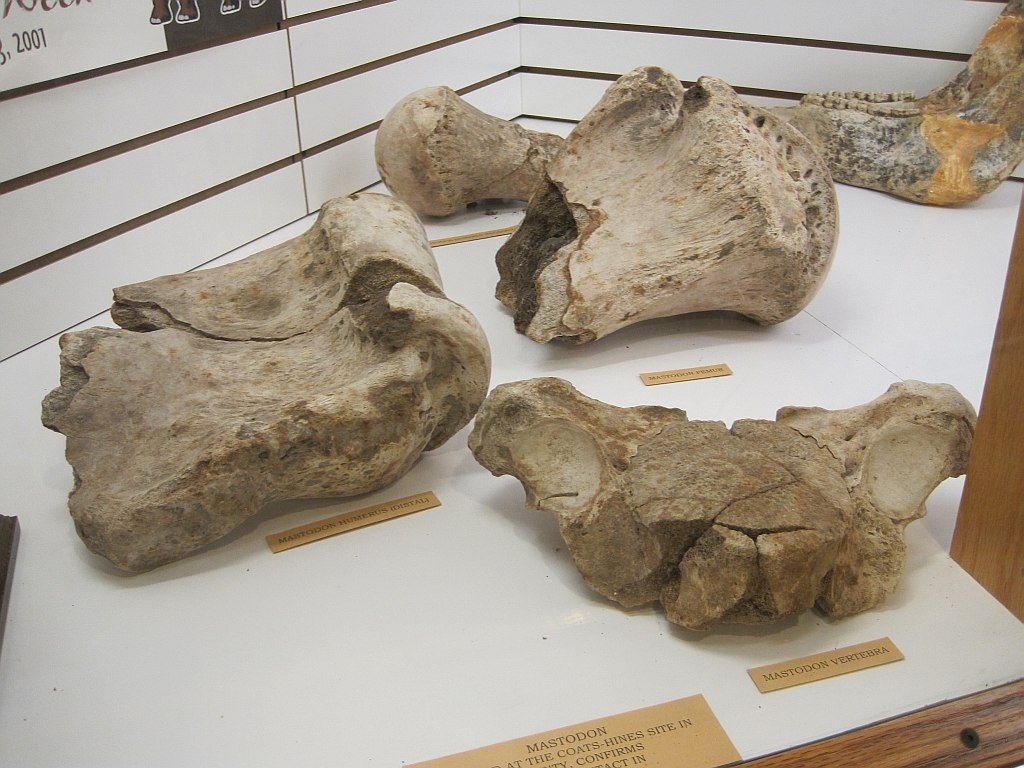 Fossils in Pinson Mounds State Archaeological Park