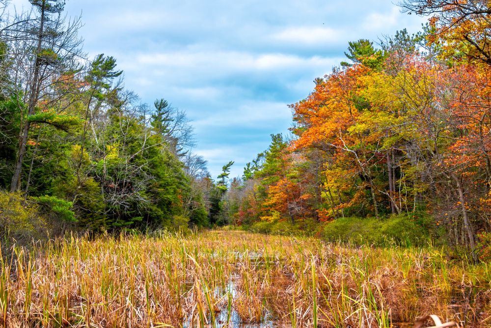 Marsh along Point Beach State Forest