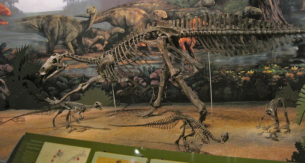 Dinosaur skeleton displayed in Sam Noble Oklahoma Museum of Natural History