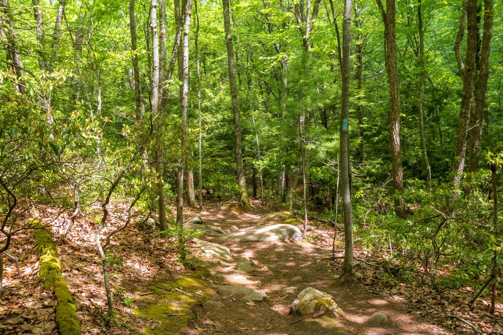 Rocky trail at Case Mountain Recreational Area