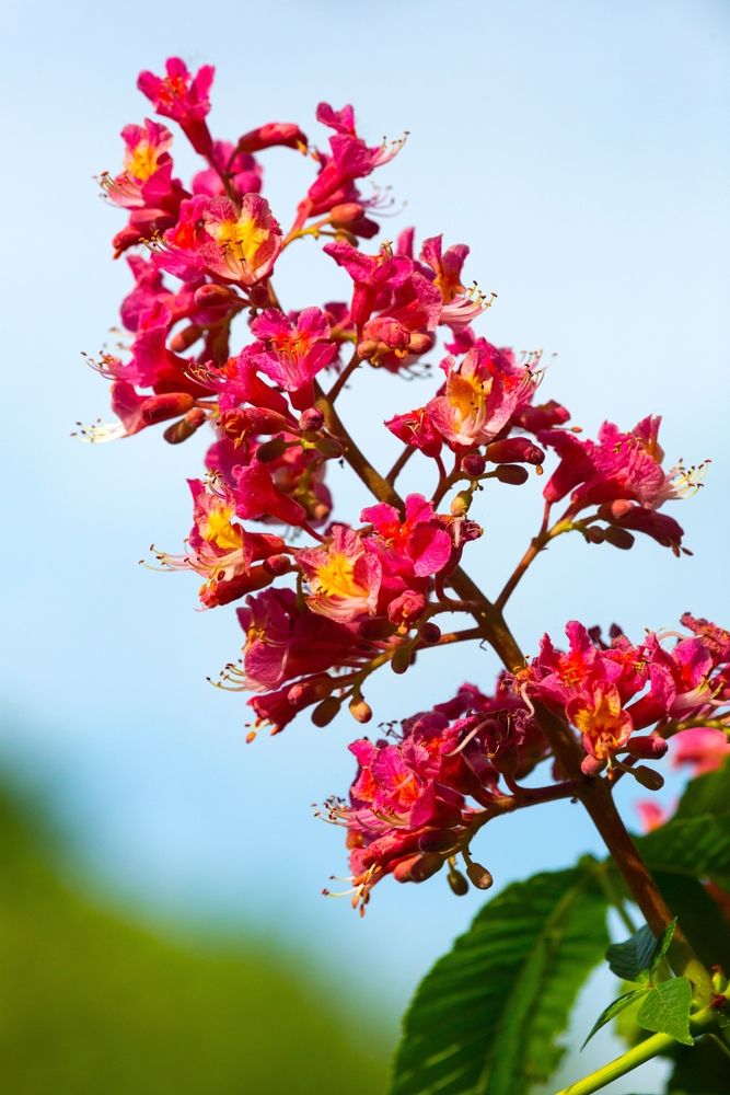 Buckeye flowers at Wickham Park