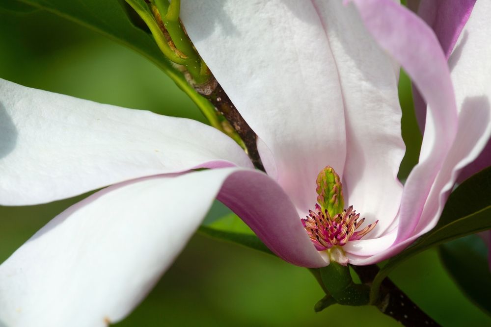 Magnolia flower at Wickham Park