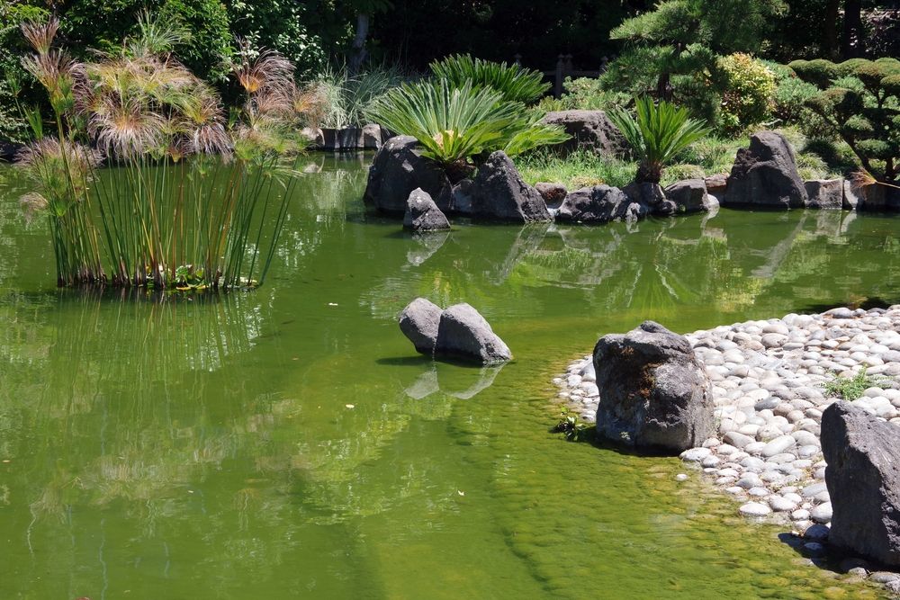 View of a Koi Pond at San Mateo Japanese Tea Garden
