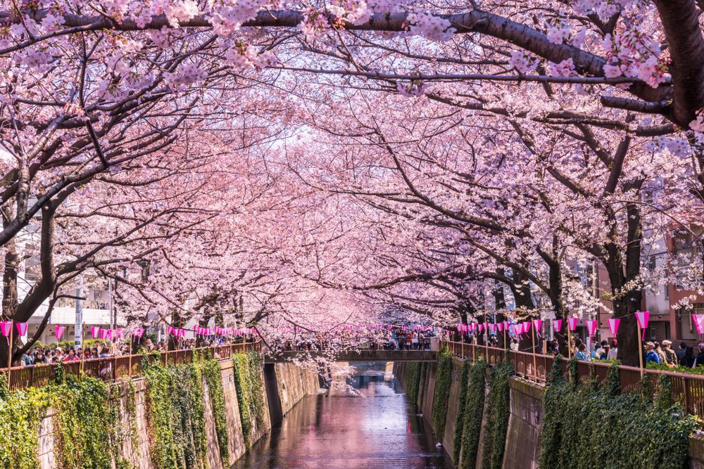 Meguro River Canal