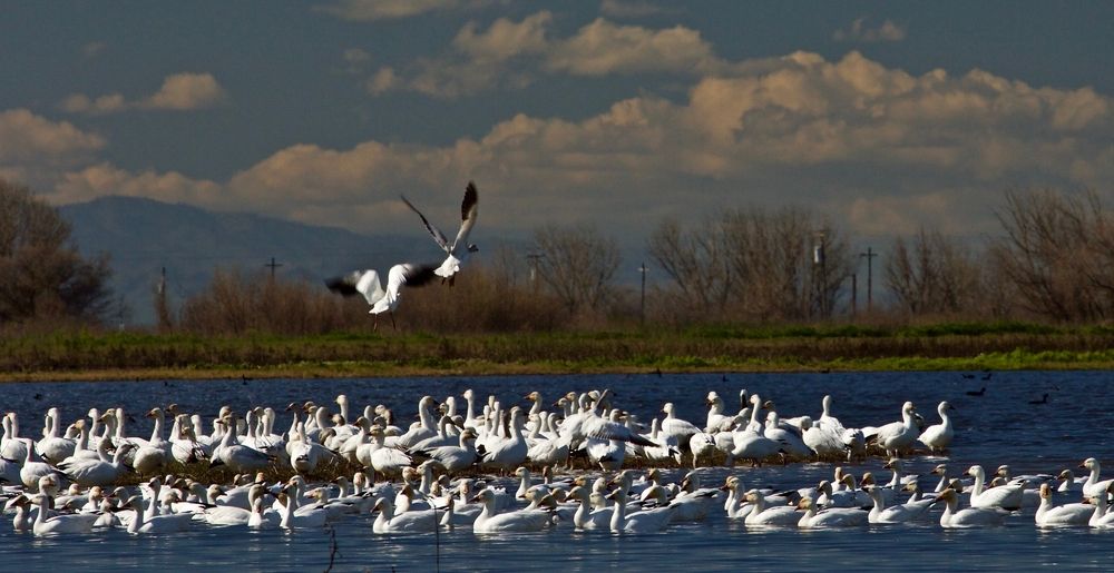 View of Birds at Merced National Wildlife Refuge