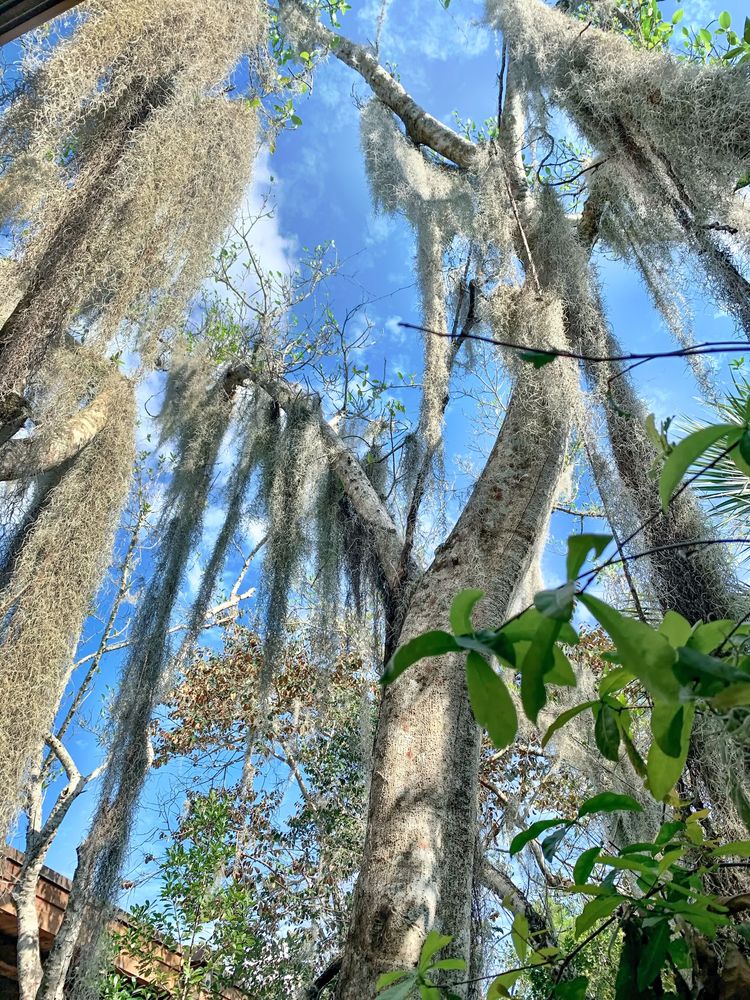 Moss tree at Fern Forest Nature Center