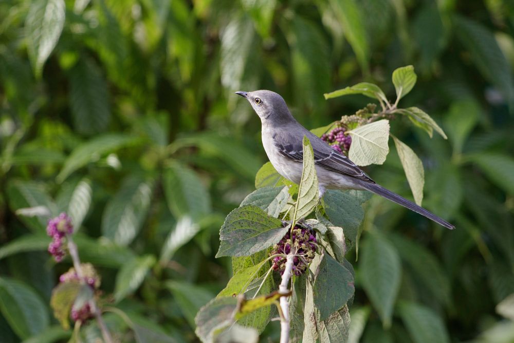 Bird perched on a tree at Tall Cypress Natural Area