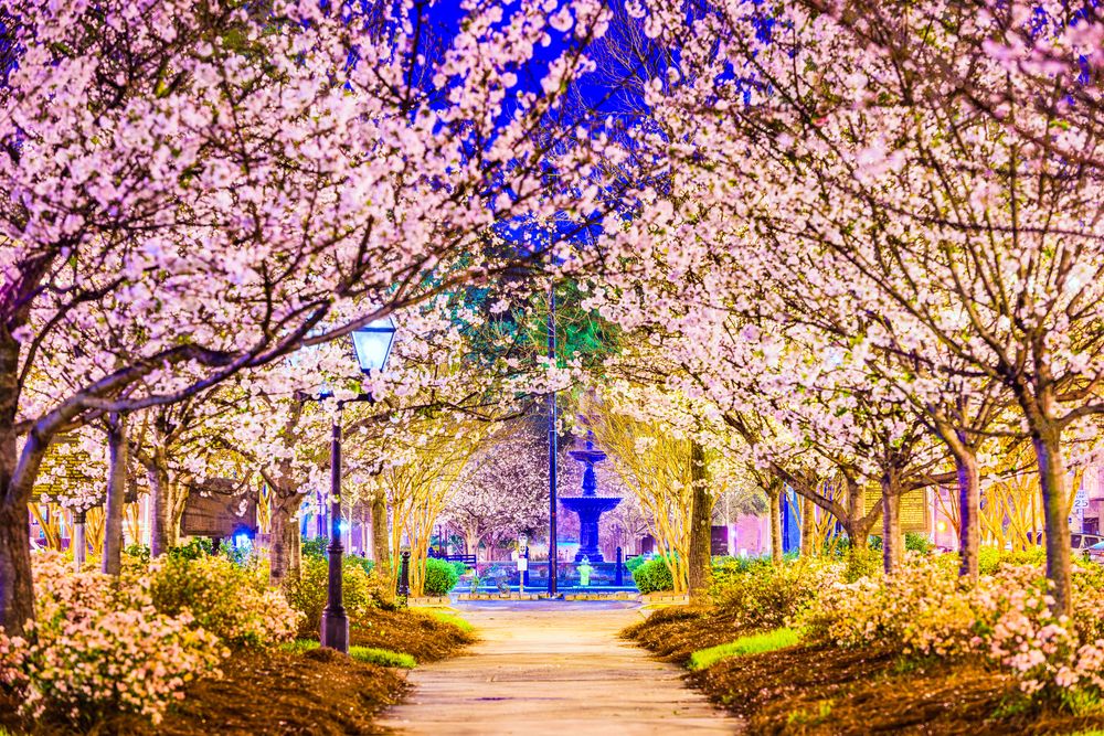 Cherry blossom trees at the International Cherry Blossom Festival