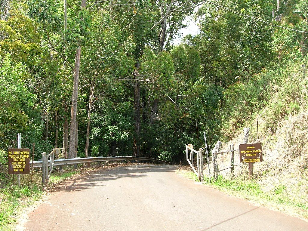 Paved road of Makawao Forest Reserve