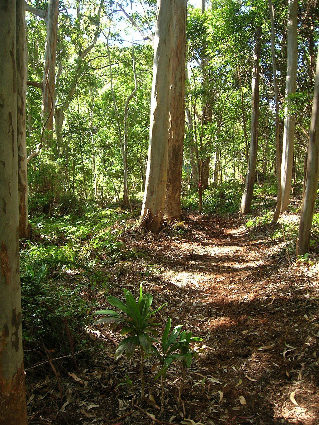 Nature trail at Makawao Forest Reserve