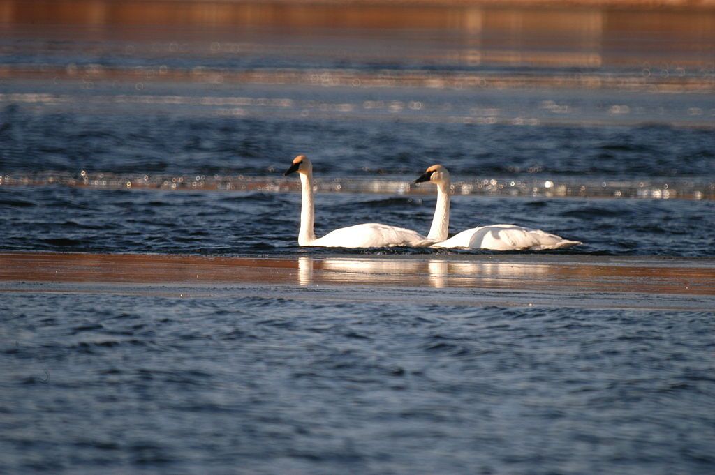 Swans on the Christmas Lake