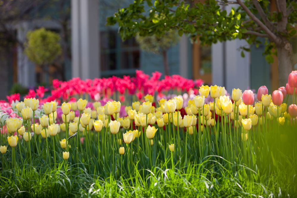 Pretty tulips at Minnesota Landscape Arboretum