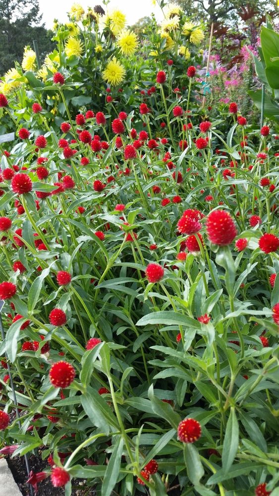 Small flowers at Minnesota Landscape Arboretum
