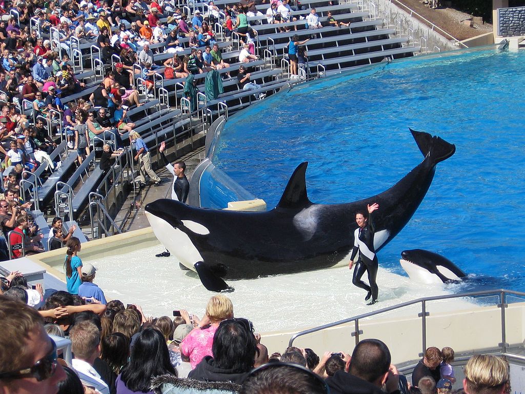 People watching an orca show in SeaWorld