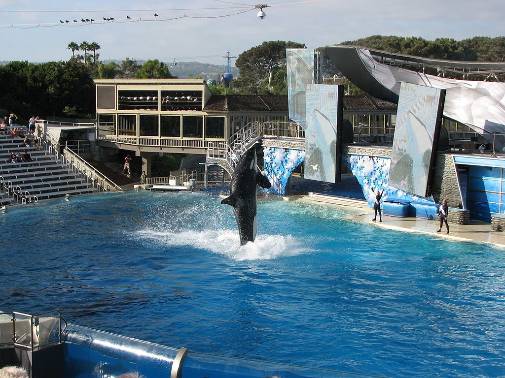 An orca in SeaWorld San Diego