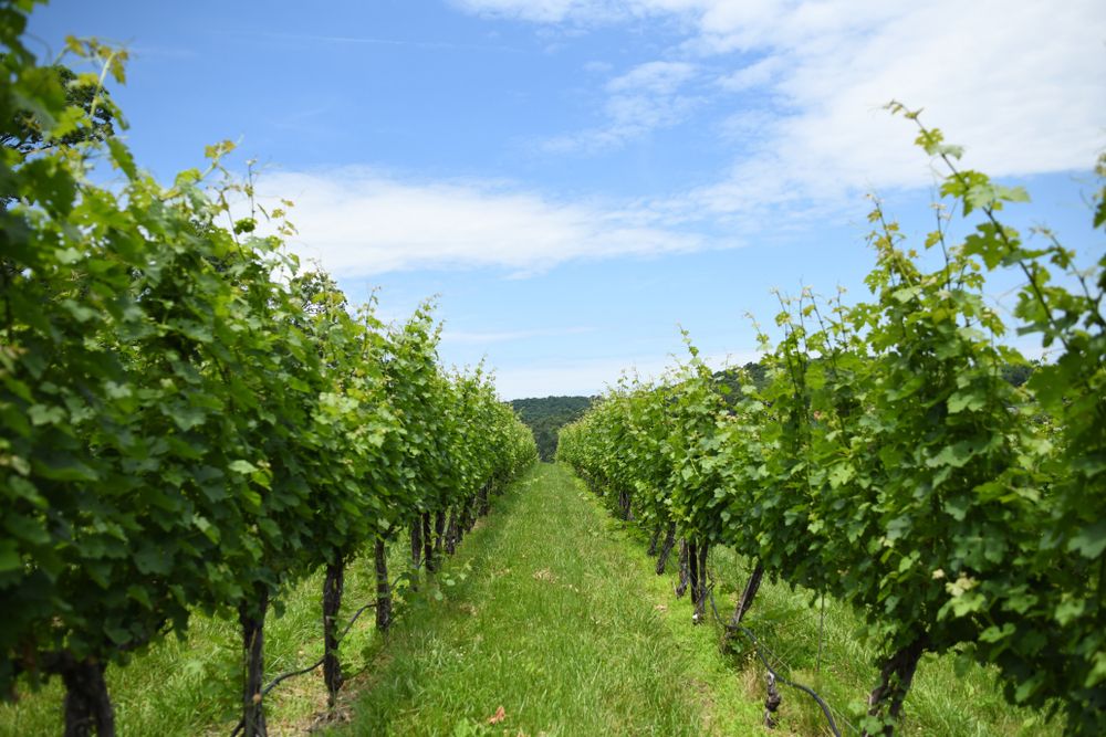 Vineyard of Cave Ridge Vineyard