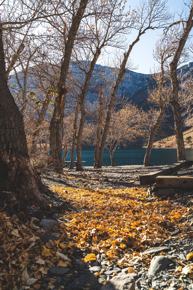 Trees near Convict Lake